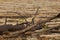 Death trees after wildfire