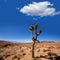 Death Valley joshua tree yucca plant