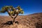 Death Valley joshua tree yucca plant