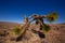 Death Valley joshua tree yucca plant