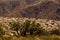 Death Valley joshua tree yucca plant in California