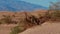 Death Valley National Park - the Mesquite Sand Dunes
