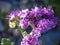 Death Valley Phacelia