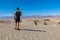 Death Valley - Rear view of man looking at Mesquite Flat Sand Dunes in Death Valley National Park, California, USA.