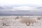 Death Valley Shrub
