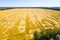 The death of the wheat crop on the field. Broken by the wind and rain stalks of wheat on the field.