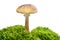 Deathcap mushroom