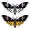 Deaths head hawk moth