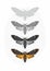 Deaths-head Hawk moth Set (Acherontia Atropos)