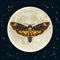 Deaths head hawkmoth on the full Moon background. Halloween decoration. Skull moth butterfly design for tattoo, t shirt