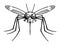 Deaths head malaria mosquito