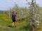 Debowiec, Poland - april 26, 2018: A cyclist takes a picture in a blooming apple orchard. Blooming apple plantation. A young orcha