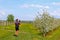 Debowiec, Poland - april 26, 2018: A cyclist takes a picture in a blooming apple orchard. Blooming apple plantation. A young orcha