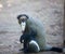 DeBrazza\'s monkey