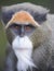 Debrazzas guenon monkey face close up