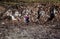 Debris covered snowbank with abandoned shoe