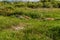 Debris laying in tall grass after flooding