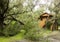 Debris left by hurricane irma at a horse farm in ocala