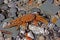 Decaboda/Brachyura: Dead crab with 7 legs, Masirah Island, Oman