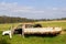 Decayed pickup car fields, Australia