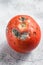 Decayed rotten tomato. Gray background. Top view. Space for text