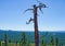 Decayed Tree Stump in foreground of Crater Lake Oregon Overlook