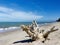 Decayed tree stumps by the sea the background is blue sky