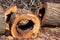 Decayed tree trunk, cut down touchwood used for timber