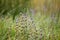 Decaying broadleaved lavender in a green field