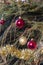 Decaying Christmas tree with dropped needles  1