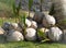 Decaying Coconuts under a tree