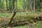 Decaying fallen fir tree in natural forest