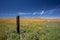 Decaying fence post in meadow of California Golden Poppies during springtime super bloom in southern California high desert