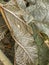 Decaying garden Gunnera leaves in winter frost.