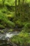 Decaying log,mountain stream with trees on far side, with a tangle of ferns and grasses, in dappled early morning sunlight in the