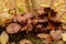 Decaying mushrooms leafs on the forest floor