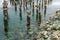 Decaying Pilings Landscape 7