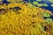 Decaying plant debris and duckweed floating on the water