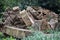 Decaying sliced tree trunk for wildlife