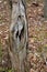 Decaying stump in the forest