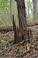 Decaying stump in the forest