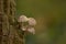 Decaying veiled oyster mushrooms growing on a tree, selective focus