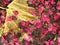 Decaying Yellow Leaf and Pink Bougainvillea Flowers