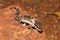 Deccan Banded Gecko & x28;Geckoella deccanensis& x29;