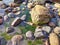 Deceased crab carcass at False Bay on San Juan Island