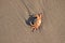 A deceased crab lying in the sand at the Dutch shore Kijkduin, The Hague
