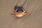 A deceased crab lying in the sand at the Dutch shore Kijkduin, The Hague