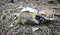 A deceased goldfinch bird Carduelis carduelis lies on a forest floor.