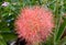 December flower, scadoxus multiflorus, bloodflower. Beautiful, orange.