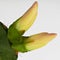 Decembrist flower. Cactus Schlumbergera truncata